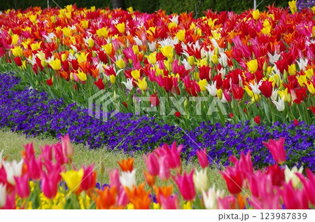《春の花素材》カラフルなチューリップ畑 《春の花素材》カラフルなチューリップ畑 123987839