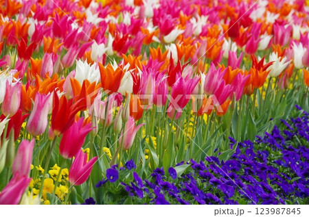 《春の花素材》カラフルなチューリップ畑 《春の花素材》カラフルなチューリップ畑 123987845