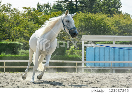 馬場を走る白馬 123987846