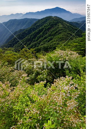 ウツギ咲く夏の丹沢・塔ノ岳山頂から見る大山・表尾根 ウツギ咲く夏の丹沢・塔ノ岳山頂から見る大山・表尾根 123987847