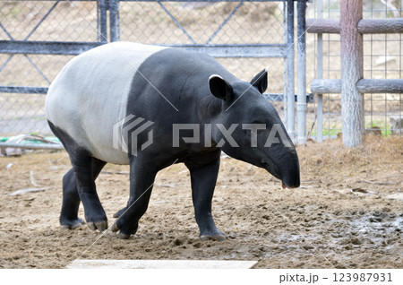 歩くマレーバク 123987931