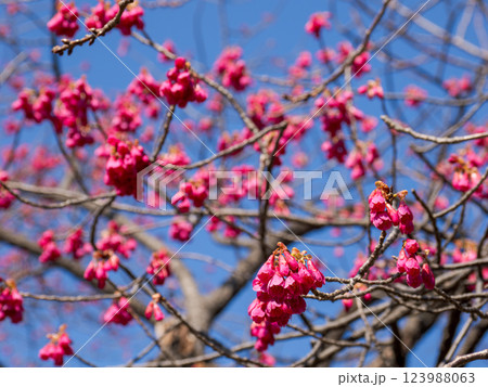 早春に咲くカンヒザクラ(寒緋桜) 早春に咲くカンヒザクラ(寒緋桜) 123988063