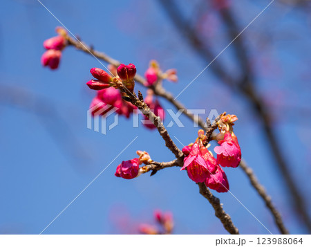 早春に咲くカンヒザクラ(寒緋桜) 早春に咲くカンヒザクラ(寒緋桜) 123988064