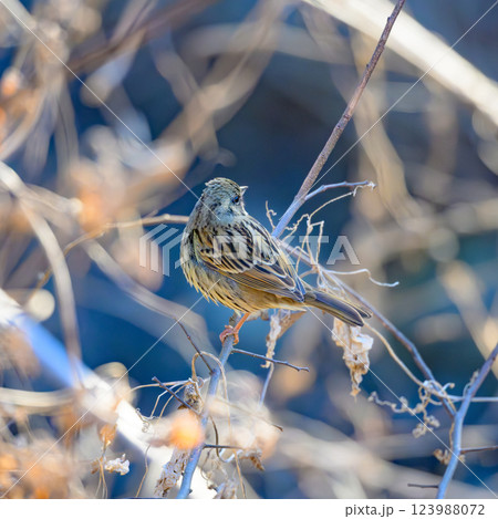 枝に止まるアオジ 散歩道から撮影 枝に止まるアオジ 散歩道から撮影 123988072