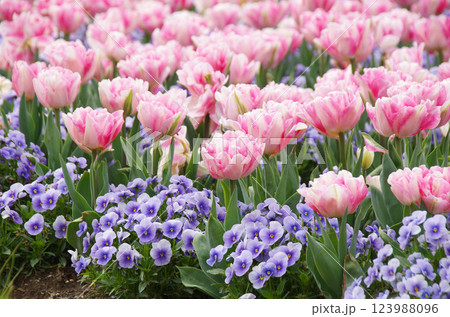 《春の花素材》可愛い満開のチューリップ 《春の花素材》可愛い満開のチューリップ 123988096