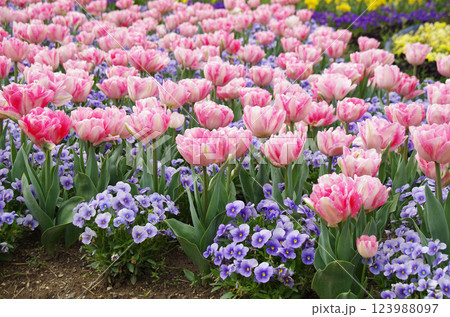 《春の花素材》可愛い満開のチューリップ 123988097