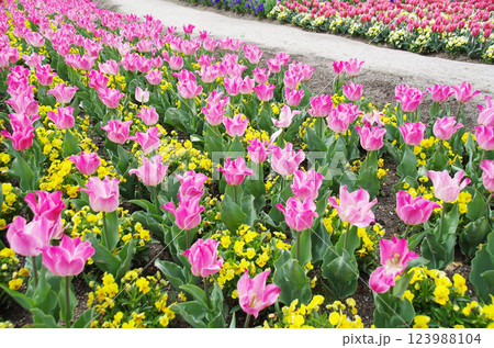 《春の花素材》美しいチューリップ畑 《春の花素材》美しいチューリップ畑 123988104