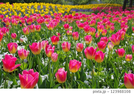 《春の花素材》美しいチューリップ畑 《春の花素材》美しいチューリップ畑 123988108