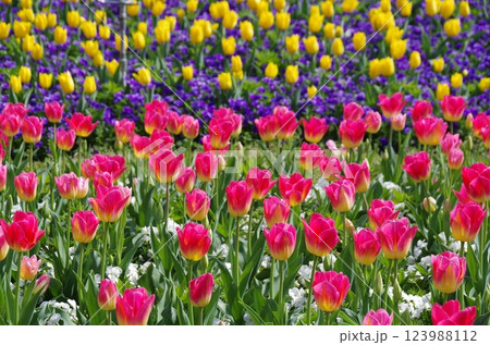 《春の花素材》美しいチューリップ畑 123988112