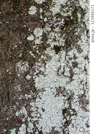 木の幹についた地衣類が白く乾燥した様子 木の幹についた地衣類が白く乾燥した様子 123988171
