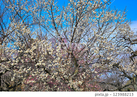 早春の訪れ 満開の紅白梅 深谷市 早春の訪れ 満開の紅白梅 深谷市 123988213