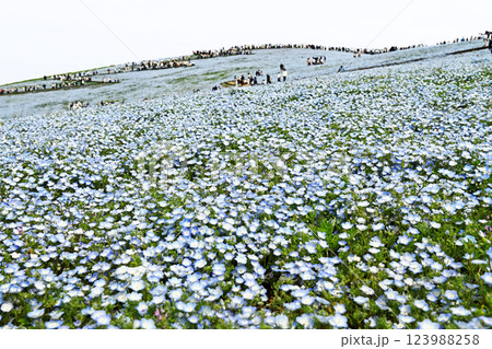 ネモフィラの花が咲き誇る丘 123988258