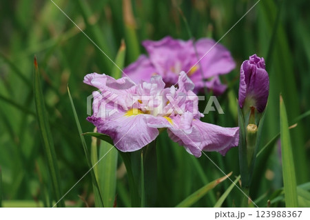 梅雨の季節にぴったりな風情のある花菖蒲 梅雨の季節にぴったりな風情のある花菖蒲 123988367