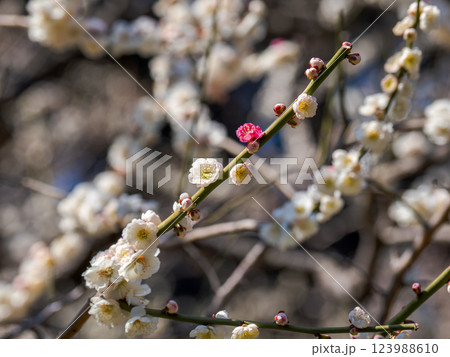 紅白咲き分け（源平咲き）の梅の花【思いのまま】 123988610
