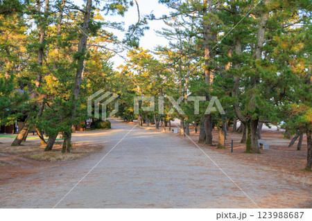 天橋立の松林 123988687