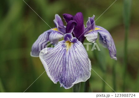 梅雨の季節にぴったりな風情のある花菖蒲ー壱 123988724