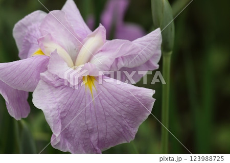梅雨の季節にぴったりな風情のある花菖蒲‐弐 123988725