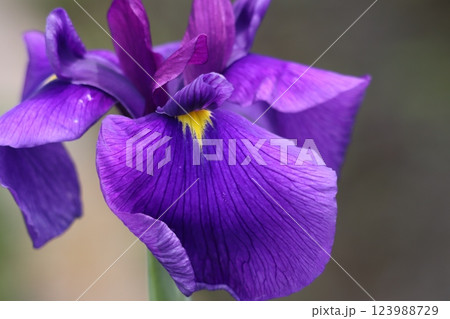 梅雨の季節にぴったりな風情のある花菖蒲ー六 123988729