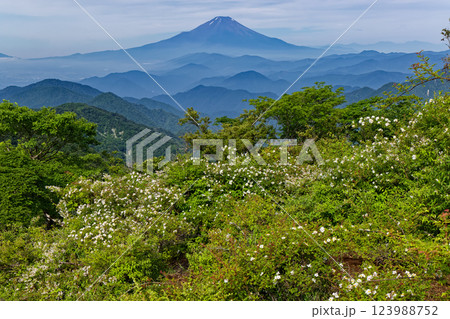 ノイバラ咲く夏の丹沢・塔ノ岳山頂直下から見る富士山 123988752