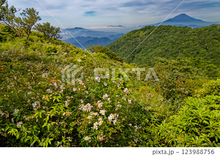 夏の丹沢・大倉尾根から見る鍋割山稜と富士山 123988756