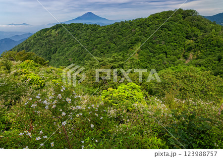夏の丹沢・大倉尾根から見る鍋割山稜と富士山 123988757