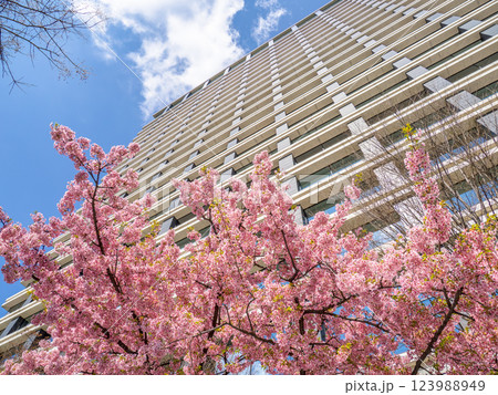 早春の都市風景 東京・大手町のビルと河津桜 早春の都市風景 東京・大手町のビルと河津桜 123988949