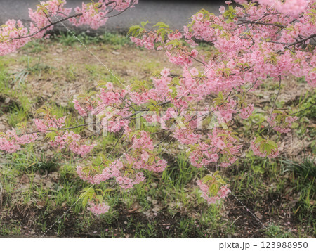 千葉松戸に流れる坂川の春の訪れを告げる河津桜 123988950
