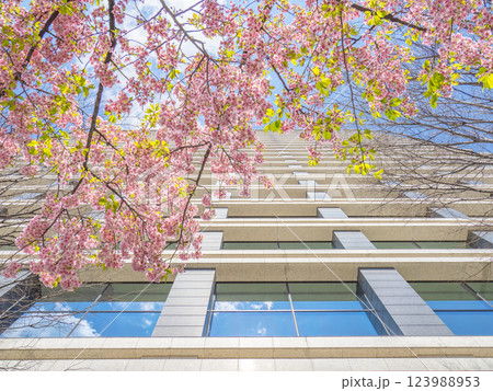 早春の都市風景 東京・大手町のビルと河津桜 早春の都市風景 東京・大手町のビルと河津桜 123988953