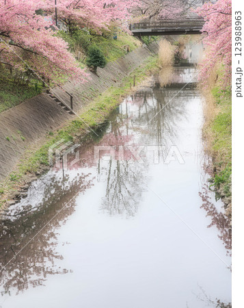 千葉松戸に流れる坂川の春の訪れを告げる河津桜 123988963