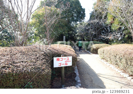石ケ谷公園の梅園（兵庫県 明石市） 123989231