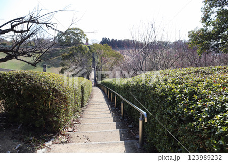 石ケ谷公園の梅園（兵庫県 明石市） 123989232