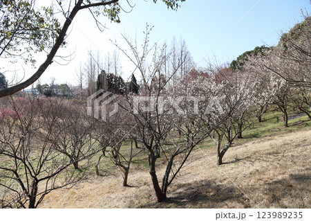 石ケ谷公園の梅園（兵庫県 明石市） 123989235