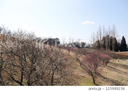 石ケ谷公園の梅園（兵庫県 明石市） 123989236