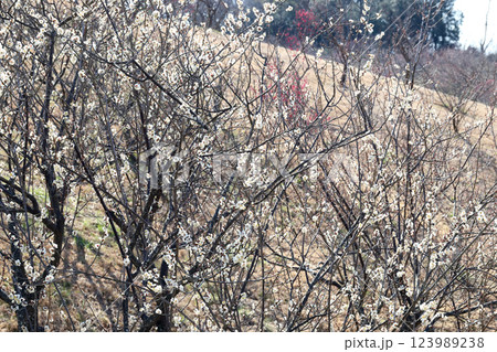 石ケ谷公園の梅園（兵庫県 明石市） 123989238