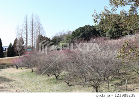 石ケ谷公園の梅園（兵庫県 明石市） 123989239