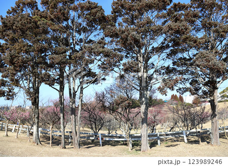 石ケ谷公園の梅園（兵庫県 明石市） 123989246