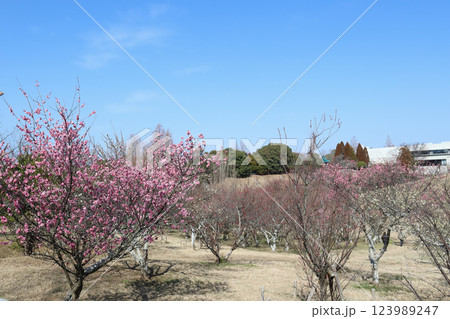 石ケ谷公園の梅園(兵庫県 明石市) 石ケ谷公園の梅園(兵庫県 明石市) 123989247