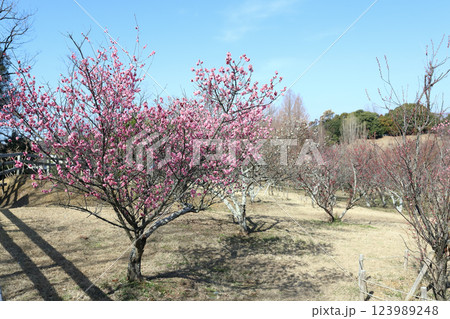 石ケ谷公園の梅園(兵庫県 明石市) 石ケ谷公園の梅園(兵庫県 明石市) 123989248