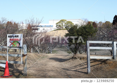 石ケ谷公園の梅園（兵庫県 明石市） 123989250