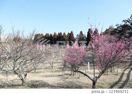 石ケ谷公園の梅園（兵庫県 明石市） 123989251