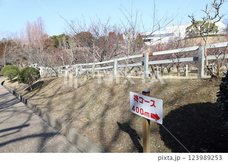 石ケ谷公園の梅園(兵庫県 明石市) 石ケ谷公園の梅園(兵庫県 明石市) 123989253