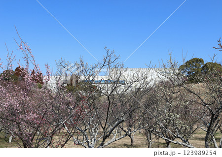 石ケ谷公園の梅園(兵庫県 明石市) 石ケ谷公園の梅園(兵庫県 明石市) 123989254