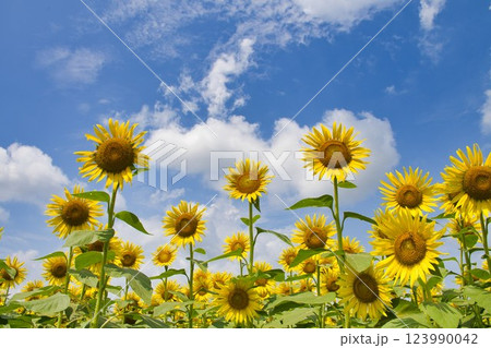 【座間市】座間ひまわり畑 123990042