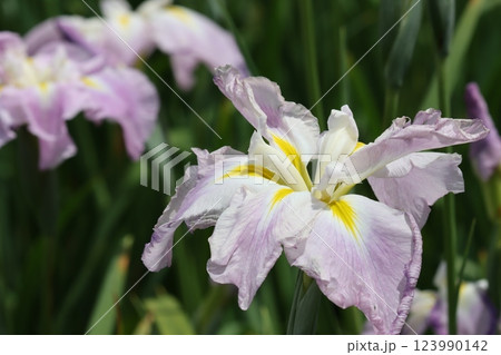 見ごろを迎えた水月公園の花菖蒲 123990142