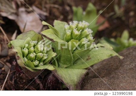 自然 植物 フキ、雌雄異株の野草。こちらは白く細長い花柱が目立つので雌花のようです 自然 植物 フキ、雌雄異株の野草。こちらは白く細長い花柱が目立つので雌花のようです 123990198