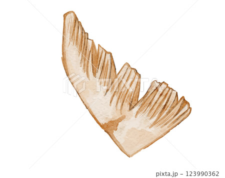 水彩風に描いた春野菜の新鮮な筍たけのこのベクターイラスト素材 123990362