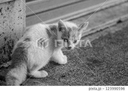 子猫くうの冒険 子猫くうの冒険 123990596