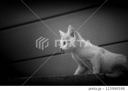 子猫くうの冒険 123990598