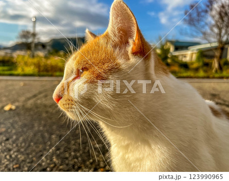 朝の陽ざしと猫～チビ～ 123990965