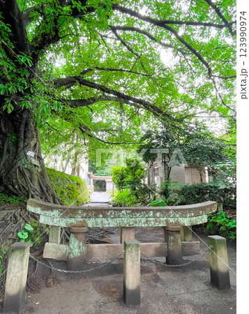 鹿児島・桜島黒神埋没鳥居 123990974